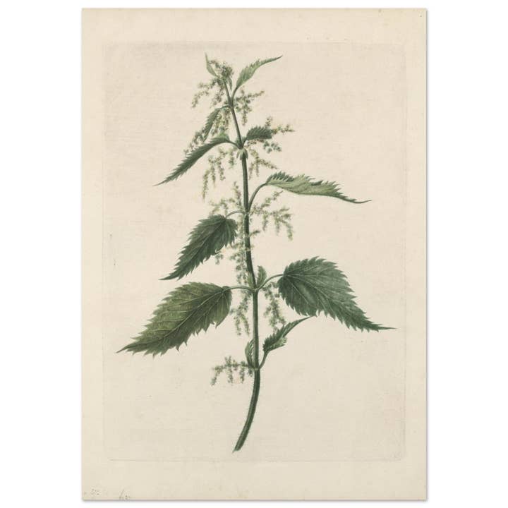 Pianta verde per la vendita all'ingrosso da parte di Maison de Paloma