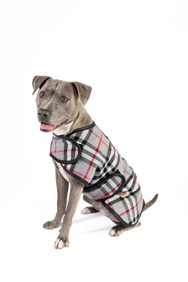 CHILLY DOG LLC - Wholesale Pet Coat - Dog - Steel Tartan Plaid Dog Coat