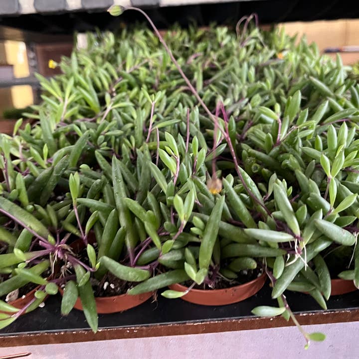 Succulents & Such, Inc. - Wholesale Live Plant - 2" Potted Senicio "Purple Flush" String Succulent Plant -