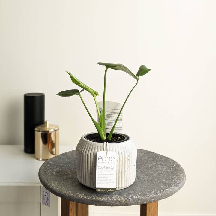 Eché pots - Wholesale Plant pot - Hemp & Coconut fibre Rib Pot - Handcrafted in Australia4