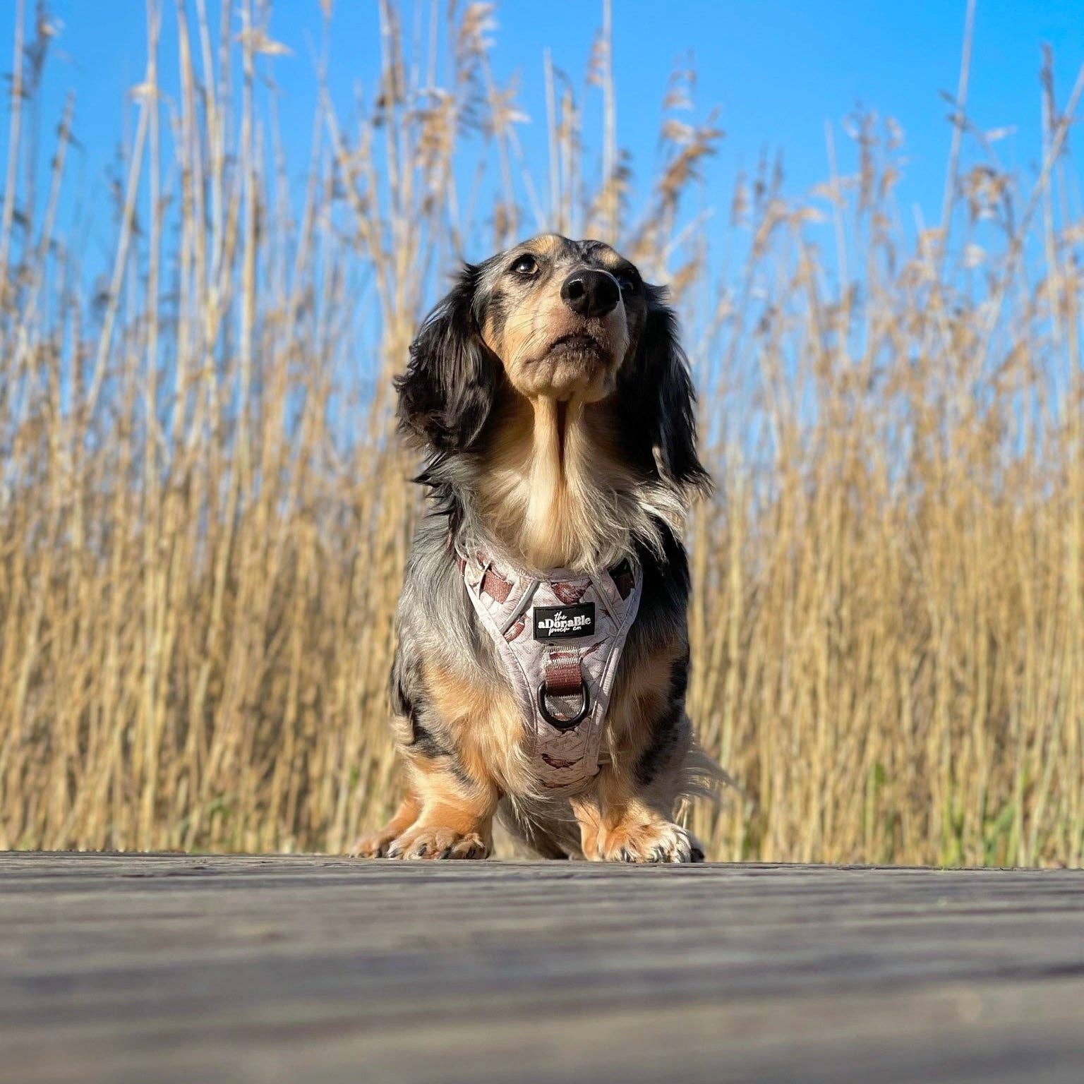 The aDoraBle Pooch Company - Wholesale Tuig voor huisdieren - Hond - Hike & Go™ Harnas - Farmland Fazant22