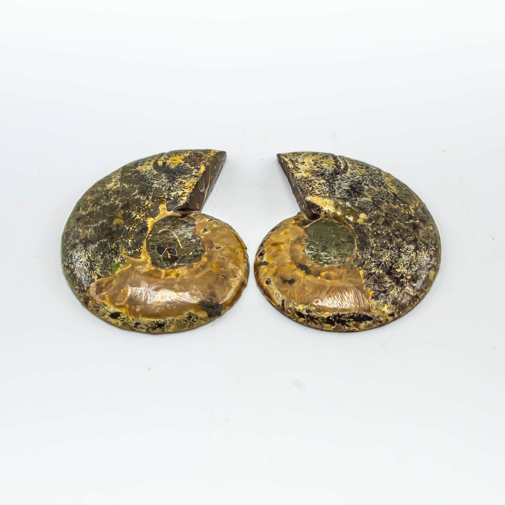 Quasar Gems USA - Wholesale Spiritual Stone/Crystal - Ammonite Pairs 2