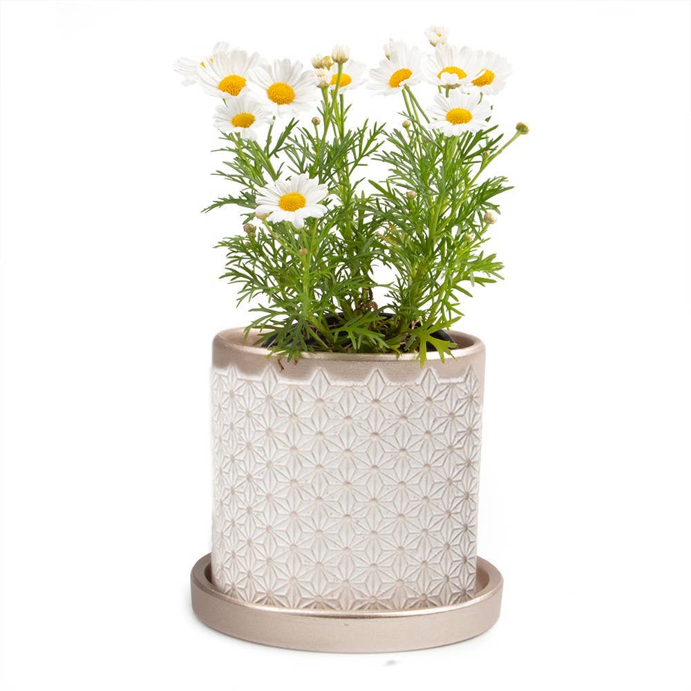 Chive UK - Wholesale Plant Pot - Balter Pot with Saucer for Houseplants, Cacti, Succulents13