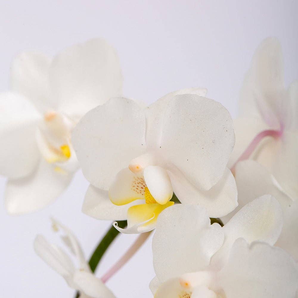 The Little Botanical – wholesale Live plant – Living Orchid moss in a concrete ceramic planter11