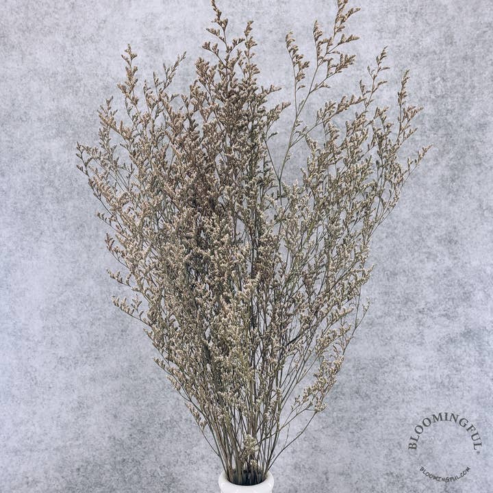 BLOOMINGFUL.COM - Wholesale Dried/Pressed Flowers - Preserved Limonium Caspia Flowers - Natural (006)