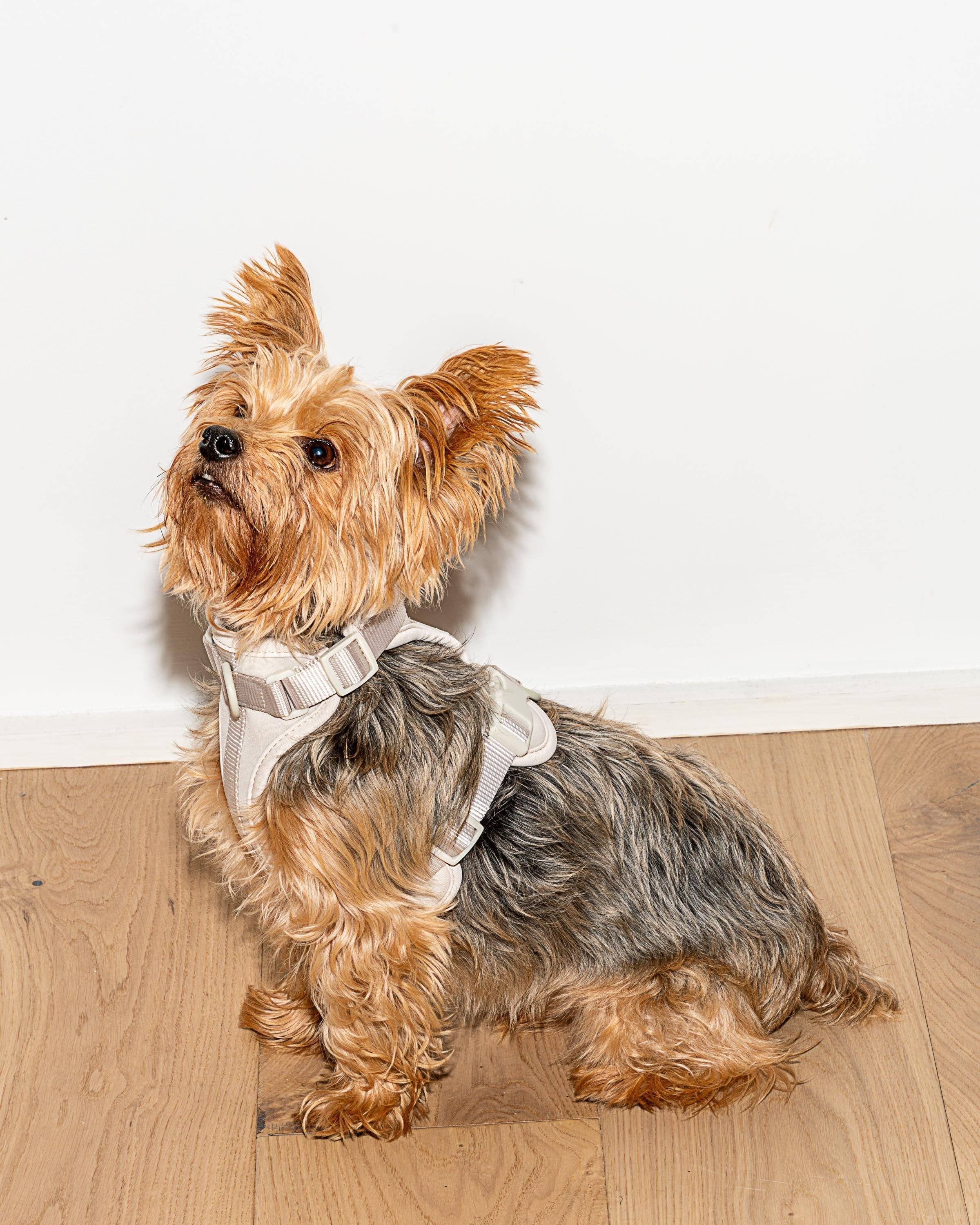 Wild One - Wholesale Pet Harness - Dog - Harness42