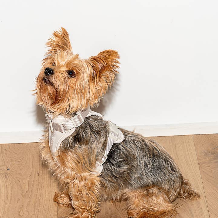 Wild One - Wholesale Pet Harness - Dog - Harness42