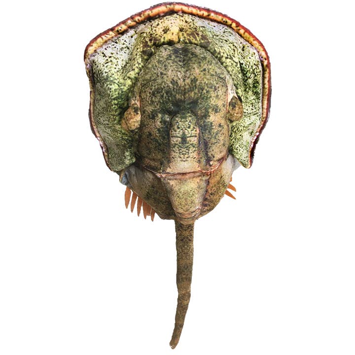 Hestesko Krabbe 17,75" Plys Bamse for engroshandel hos Texas Toy Distribution