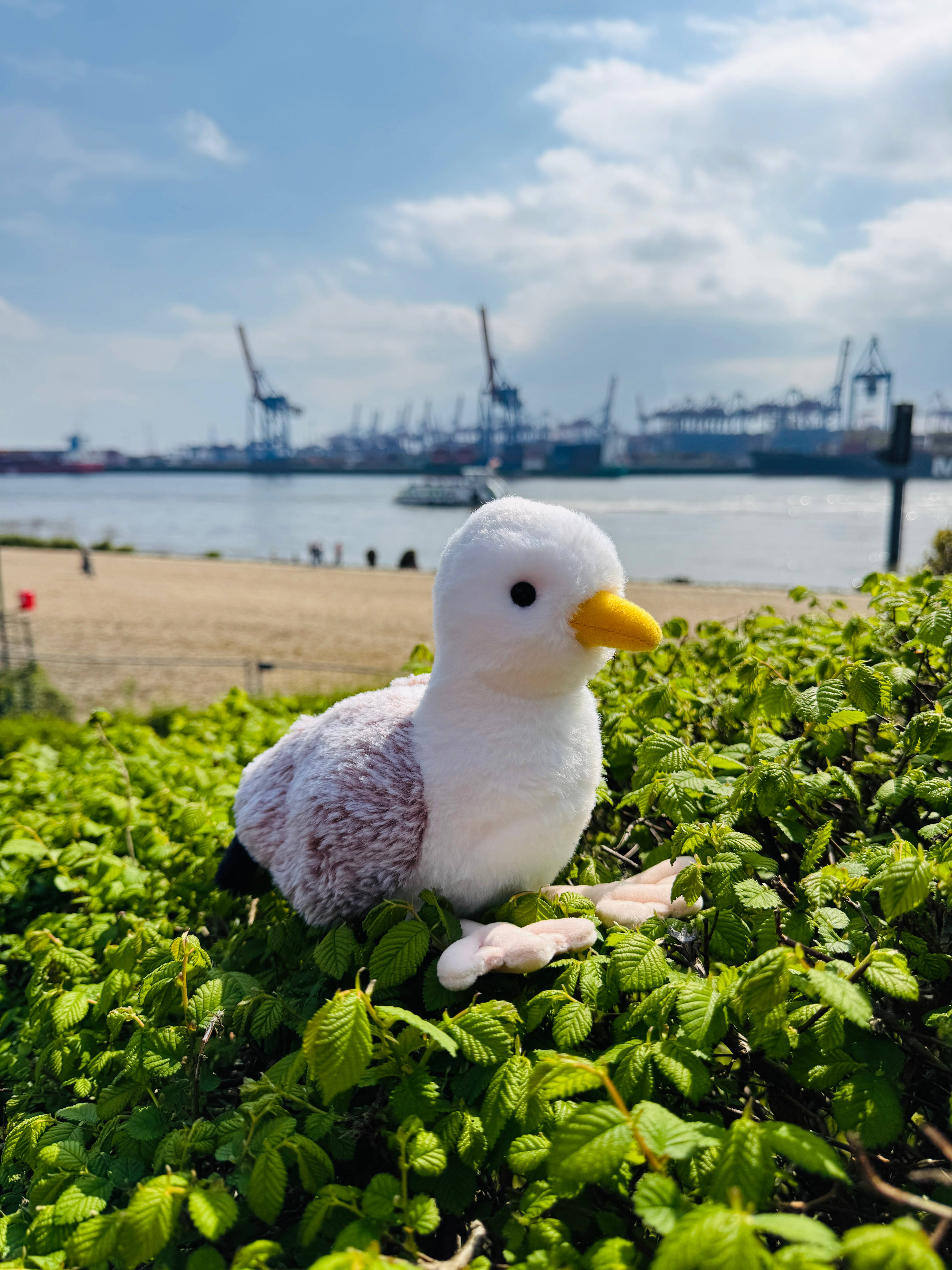 Teddy Hermann - Wholesale Stuffed/Plush Toy - Kids & Baby - Seagull 20 cm - Plush Toy - Stuffed Animal3