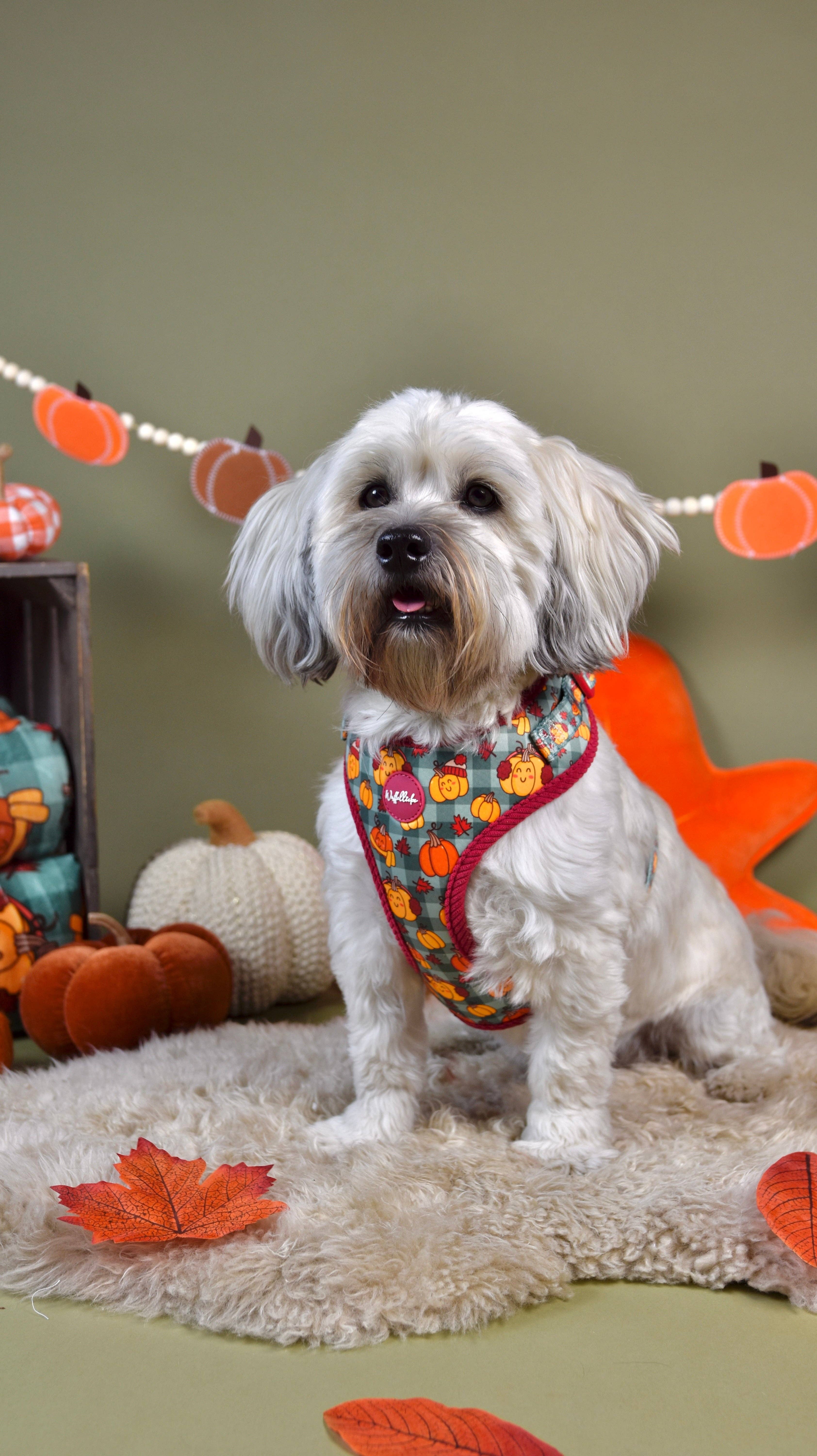 Wuffelliebe - Wholesale Pet Harness - Dog - Cosy Pumpkin Patch - Tableware2