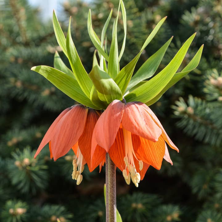 Thorsen's Greenhouse - Wholesale Live Plant - Red Crown Imperial Bulbs - Perennial