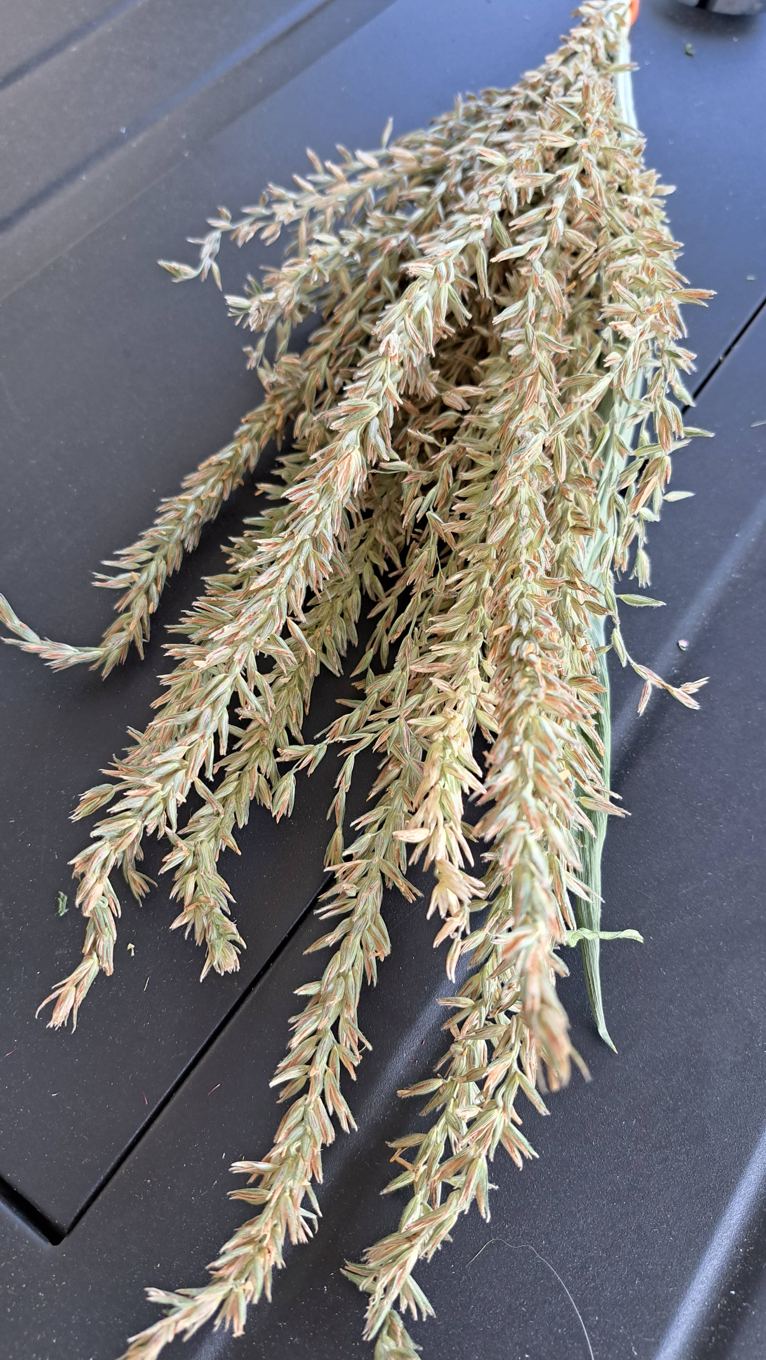 Fence Post Florals - Wholesale Dried/Pressed Flowers - Corn Tassels2