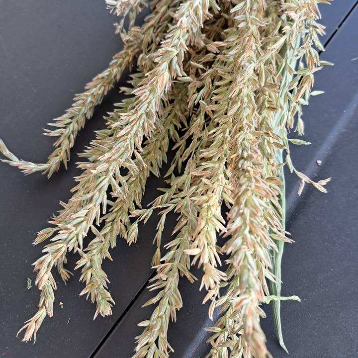 Fence Post Florals - Wholesale Dried/Pressed Flowers - Corn Tassels2