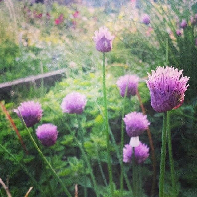 New Leaf Nurseries – wholesale Plant seeds – Spring into March Veg/Herb Seed Bundle 100 Packets of Seeds5