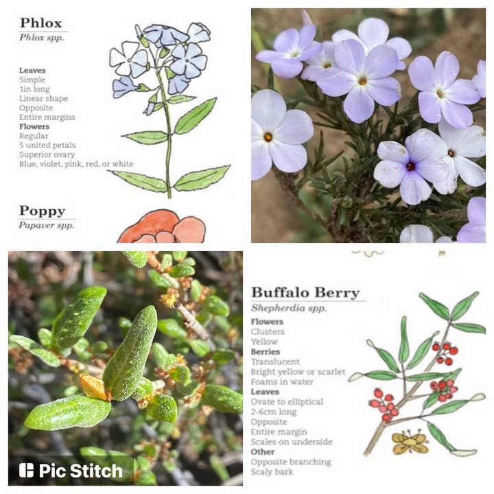 Quirks of Art co. - Wholesale Nature & Outdoors Book - Meg's Guide to the Common Flora of the High Rockies4