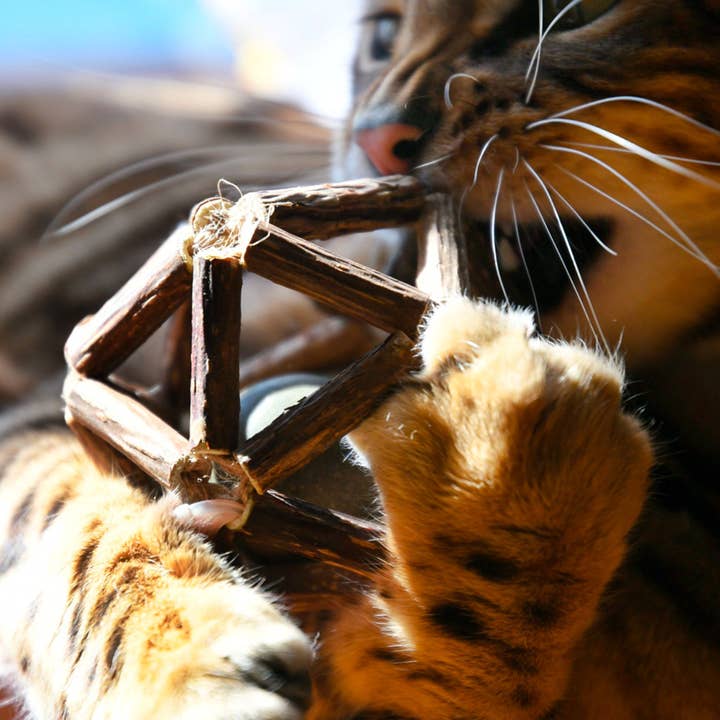 Croci - Wholesale Pet Toy - Cat - Cat ball game with catnip ball - Euphoria - Crosses2