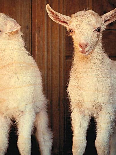 CARTÃO POSTAL MADEIRA CABRA DOIS CABRITOS por atacado de Hironwoods