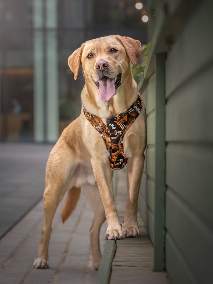 Champagne Supernova - Harness for wholesale by CitiPup Ltd