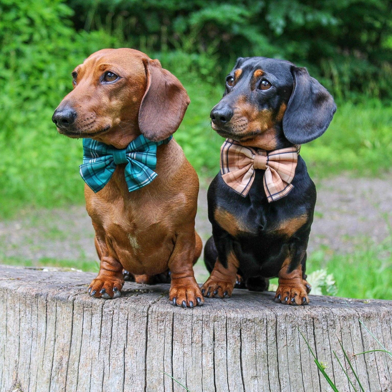 The aDoraBle Pooch Company - Wholesale Pet Bow Tie - Dog - Dog Sailor Bow Tie - Heritage Pheasant Green3