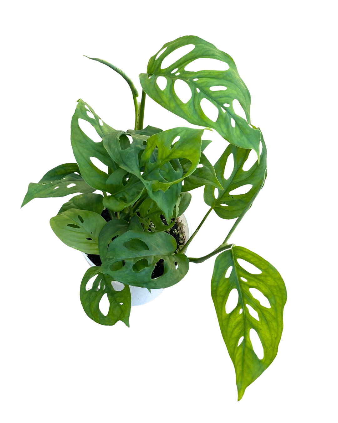 Flow State - Vente Plante - Plante à fromage suisse de 4" (Monstera adansonii) – Plante d'intérieur vivante5