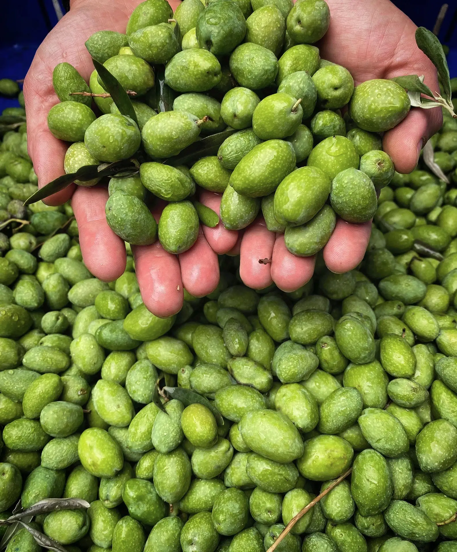 BellaTerra - Vente Huile d'olive - Monte Etna D.O.P. 250ML - Huile d'olive extra vierge3