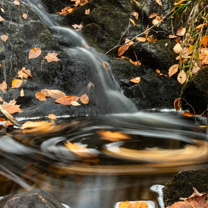 Foliage Swirl for wholesale by Erica Joy Photography