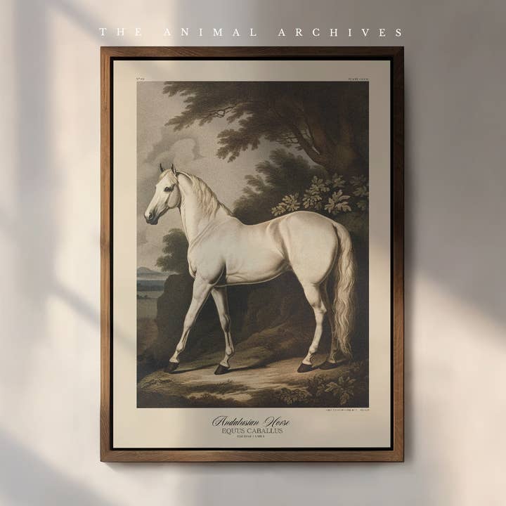 Andalusian Horse, Naturalist, Antique Vintage Style Print for wholesale by The Poet and The Piper
