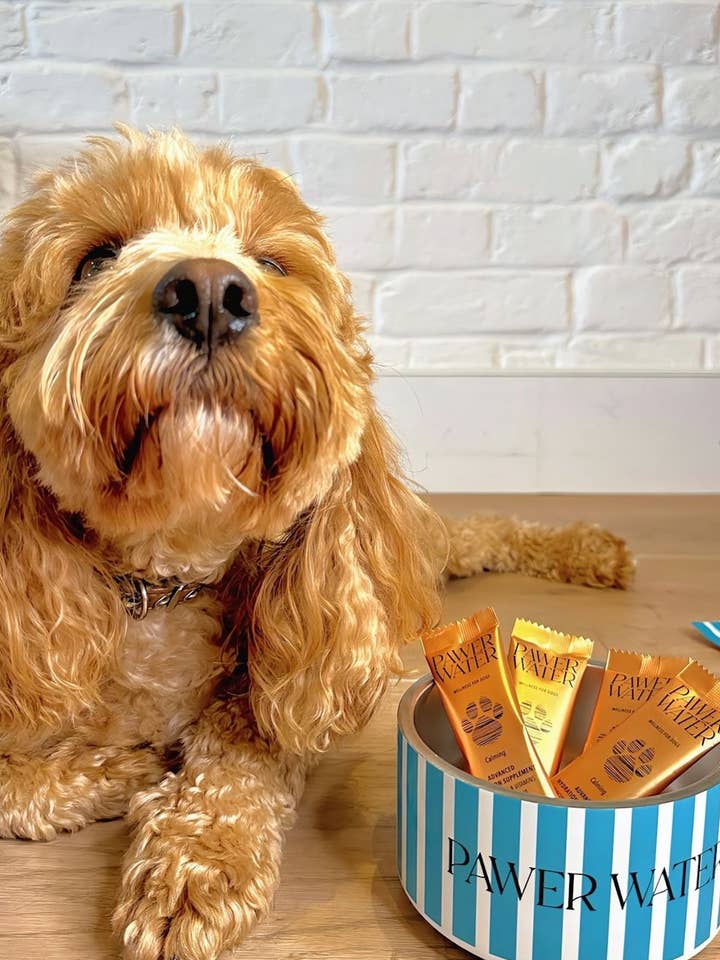 PAWER WATER For Dogs : CALMING | Sticks Bulk for wholesale by Pawer Water