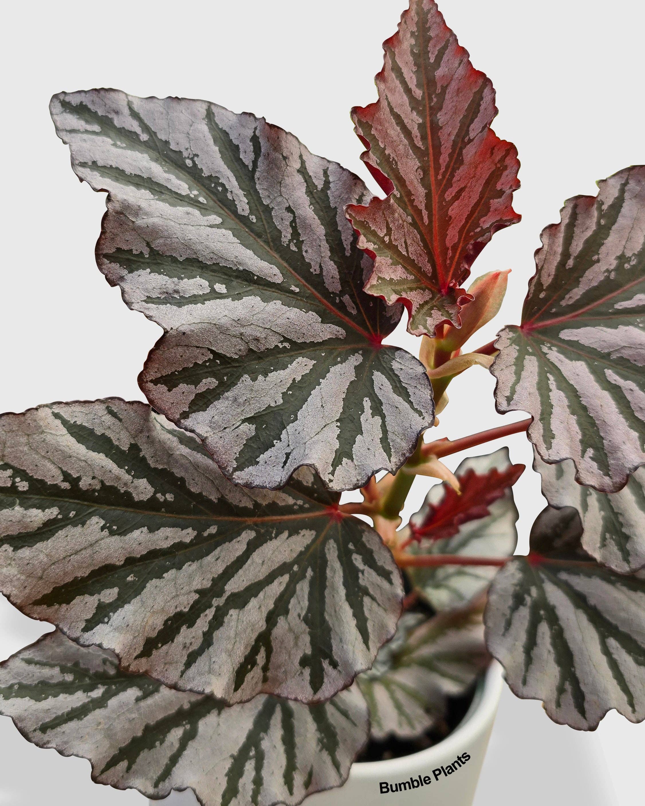 Bumble Plants - Wholesale Live Plant - Begonia Kismet Hybrid1
