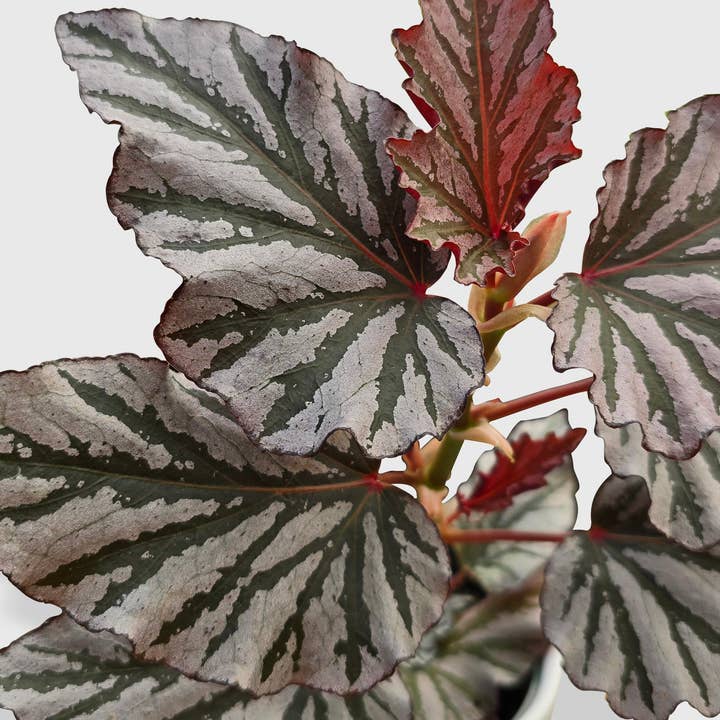 Bumble Plants - Wholesale Live Plant - Begonia Kismet Hybrid1