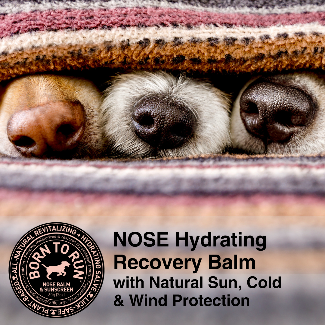 BORN TO RUN DOGS - Wholesale Pet Balm - Dog - Healing Soothing NOSE BALM & Cold Wind Sun Protection 60g10