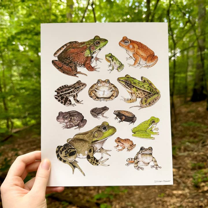Frogs and Toads Art Print (8"x10") for wholesale by Allison Stoiser Art