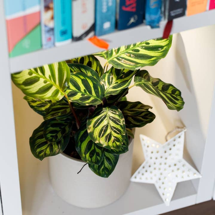 The Little Botanical – wholesale Live plant – Calathea Mix8