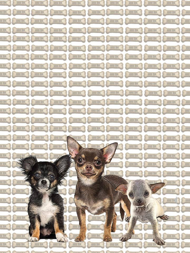 chihuahua valpar 100% bomullsmjölsäckhandduk 18 x 24 tum för wholesale av Alphie and Ollie