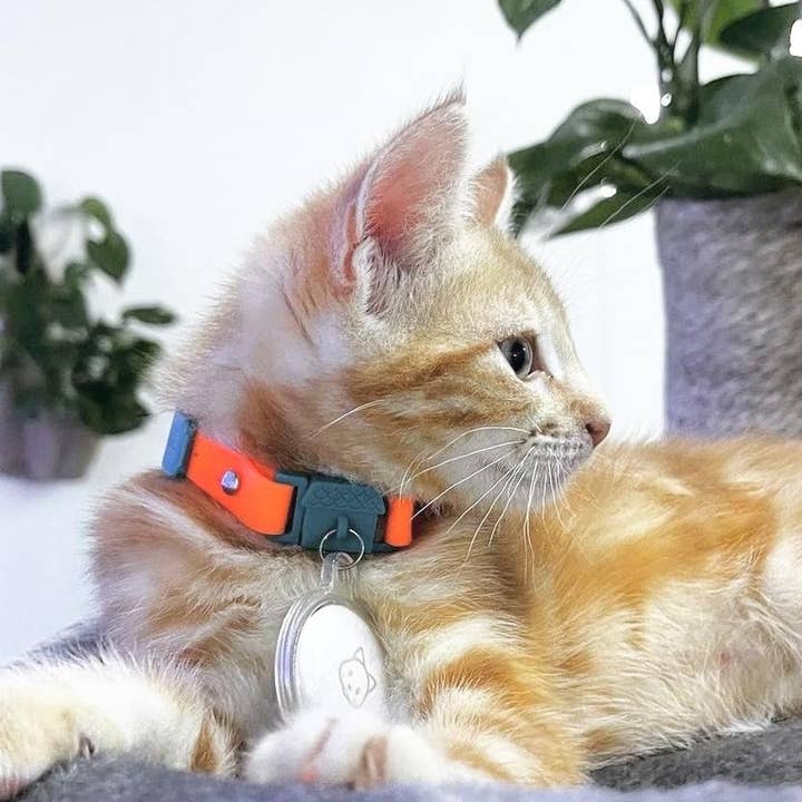Kittyrama – wholesale Pet collar – Cat – Kittyrama Tangerine Kitten Collar. Vet & Cat Expert Approved