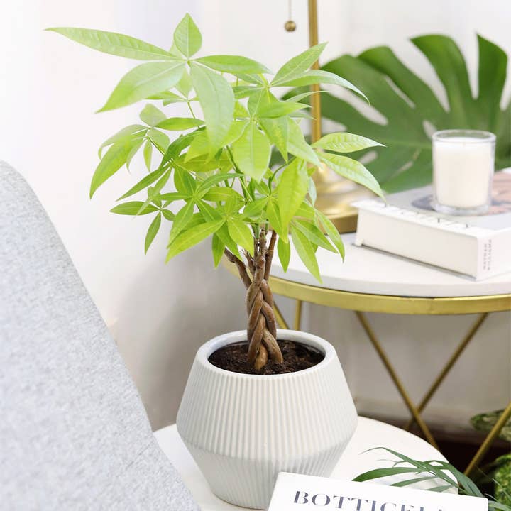 Best Plant Friend - Wholesale Live Plant - Braided Pachira Stump Money Tree - Feng Shui Plants 4in