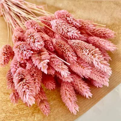 Chaton Et Monsieur Ours - Wholesale Dried/Pressed Flowers - dried PHALARIS
