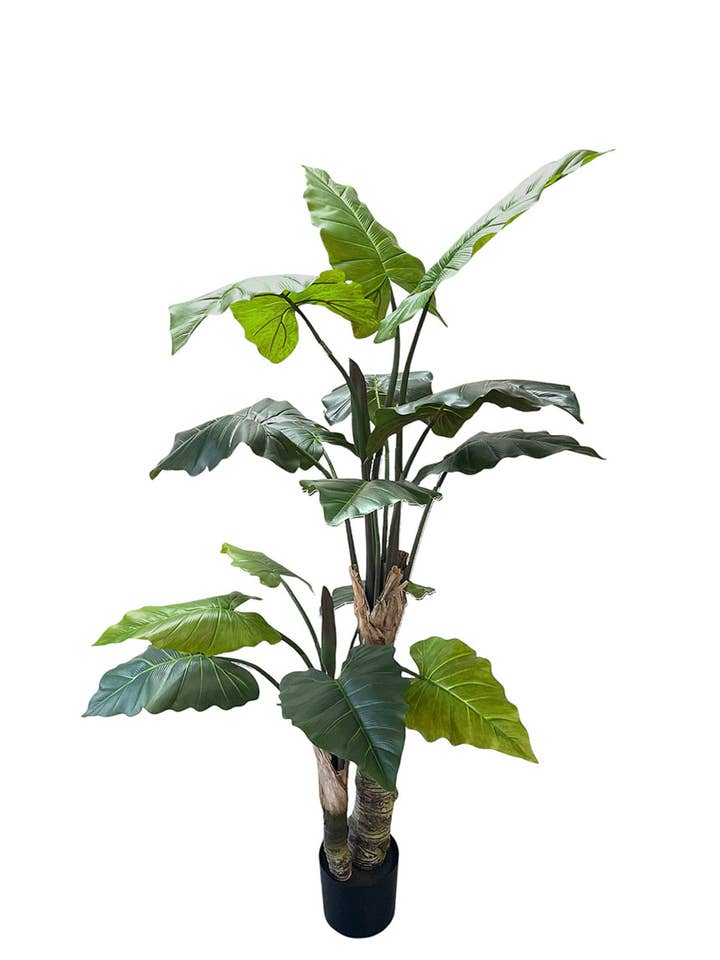 ALOCASIA PFLANZE X2, 15 Blätter 180cm für den Großhandel von Aguilar Málaga
