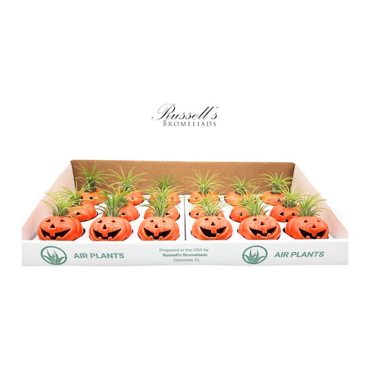 Russell's Bromeliads - Wholesale Live Plant - Halloween Pumpkins With Air Plants - Full Pack
