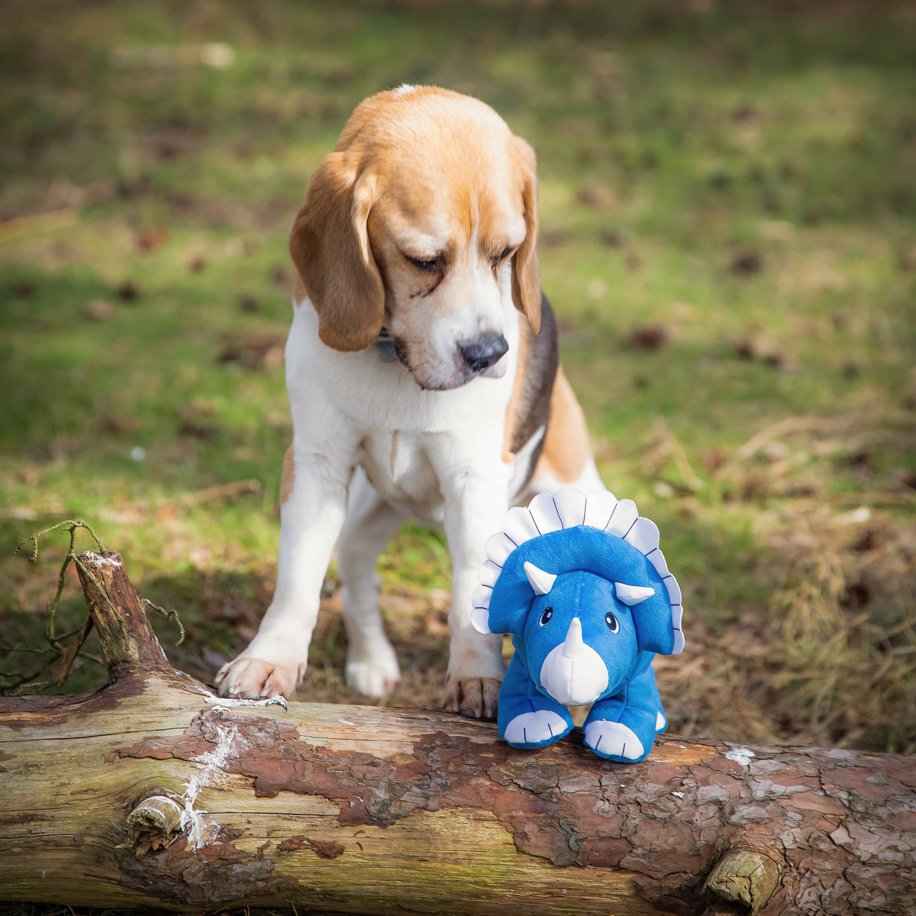 Sustainapaws - Vente Peluche – chien - Jouet en peluche écologique en plastique recyclé à double couche de dinosaure8