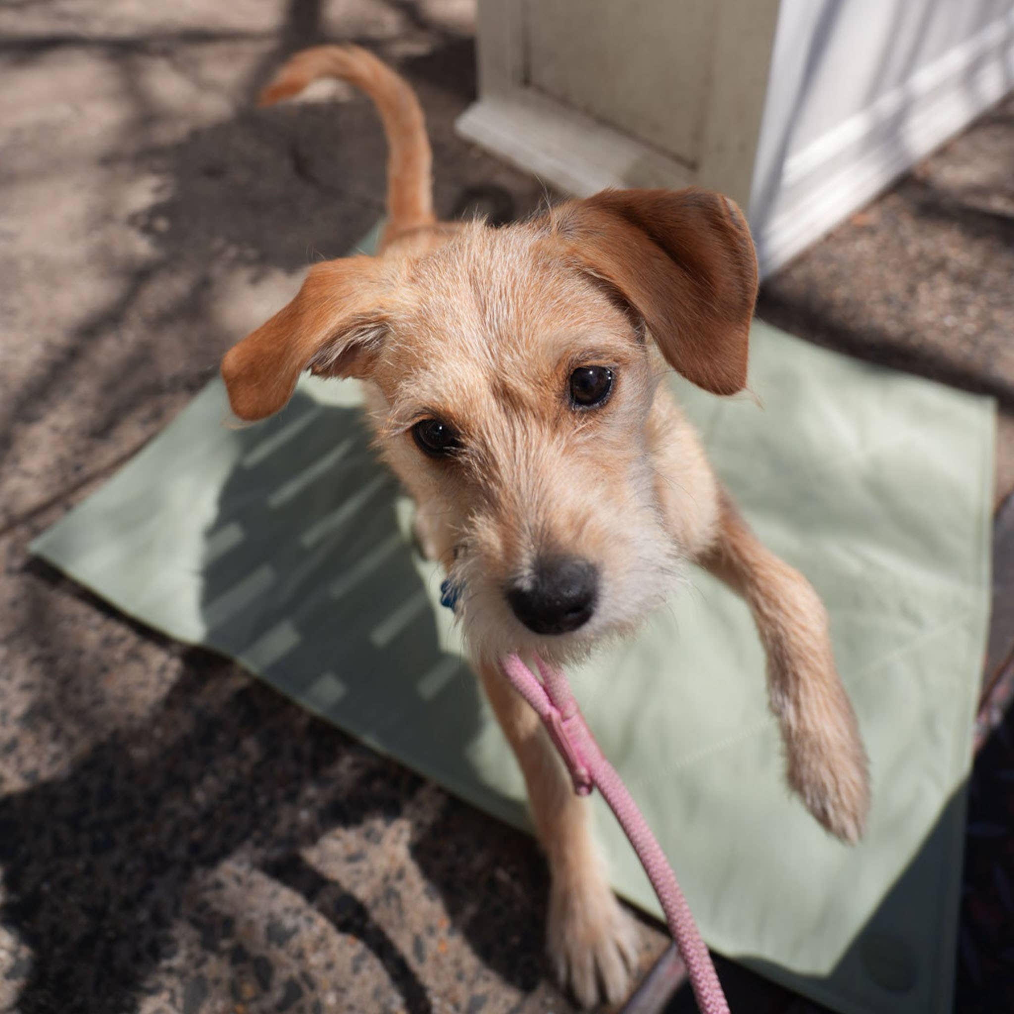 Pups & Bubs - Wholesale Pet Travel Bowl - Dog - Jouir Pet Travel Mat | Non-slip, Light-weight, Foldable13