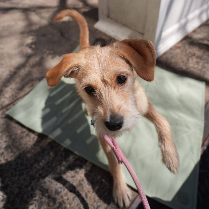 Pups & Bubs - Wholesale Pet Travel Bowl - Dog - Jouir Pet Travel Mat | Non-slip, Light-weight, Foldable13