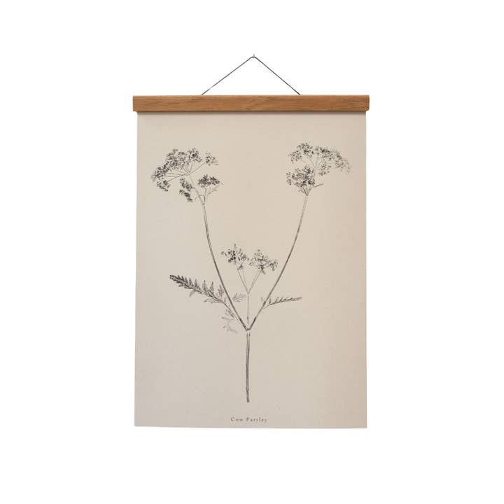 Botanical Art Print A5 A4 A3 Cow Parsley  for wholesale by Alicia Breakspear