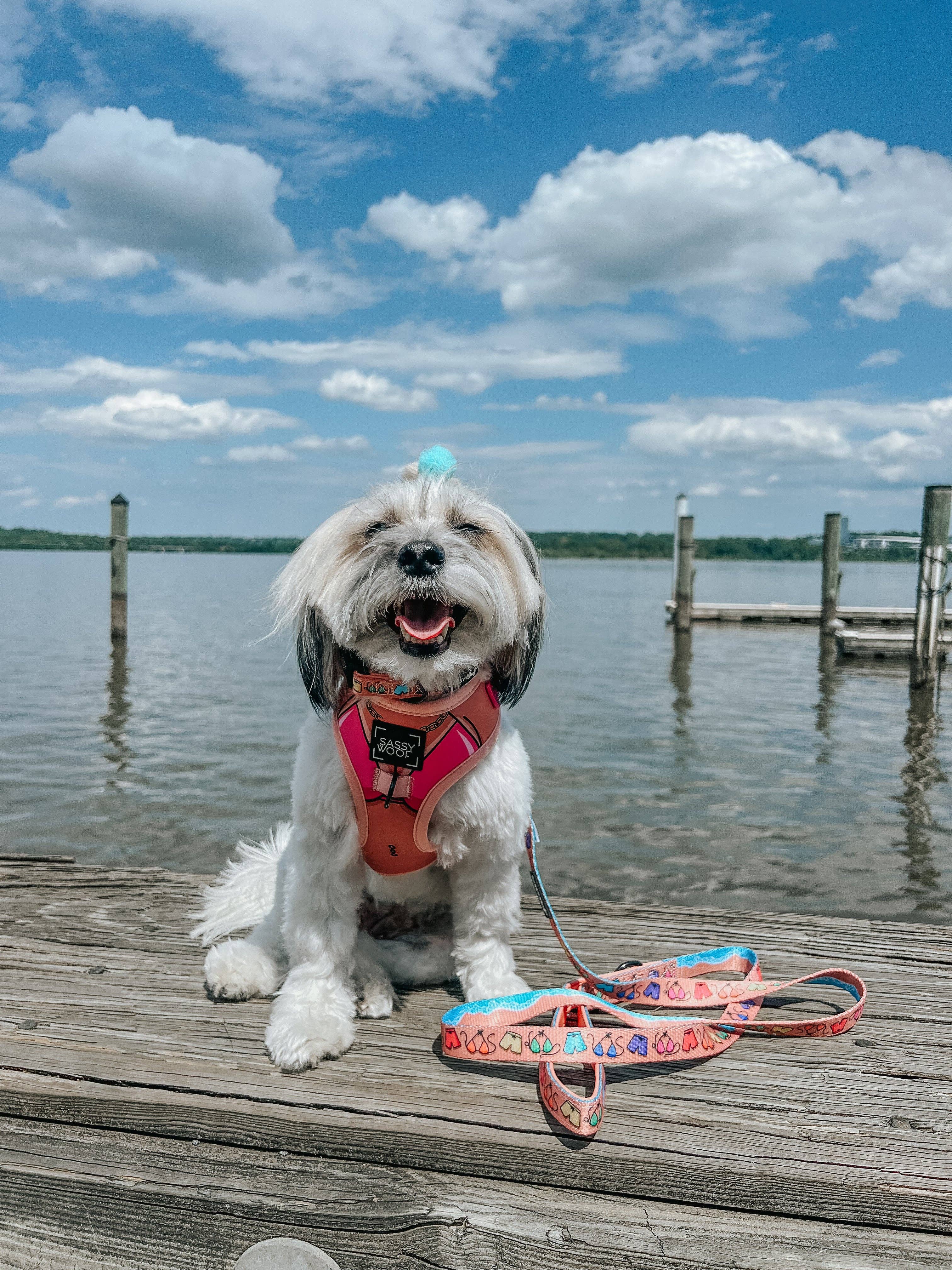 SASSY WOOF - Wholesale Pet Harness - Dog - Dog Adjustable Harness - Bikini Bod5