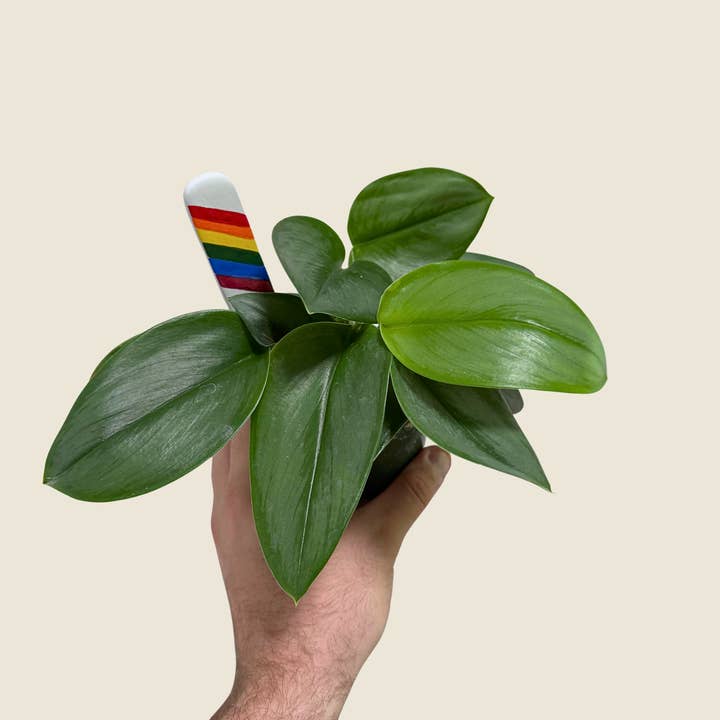 4" Scindapsus Moonlight for wholesale by The Greenhouse Wholesale