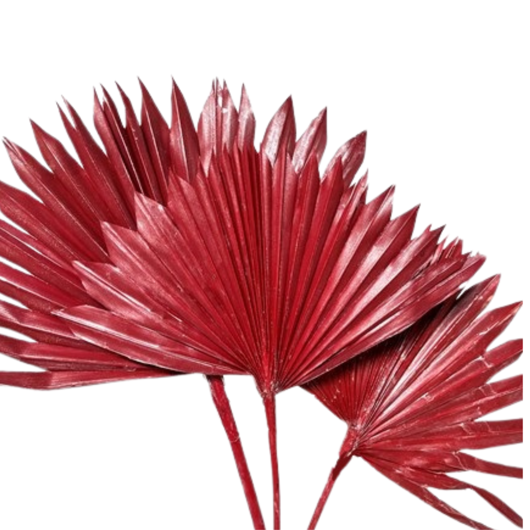 Botanico Ltd. – wholesale Torkade/pressade blommor – Kungspalm Sol2