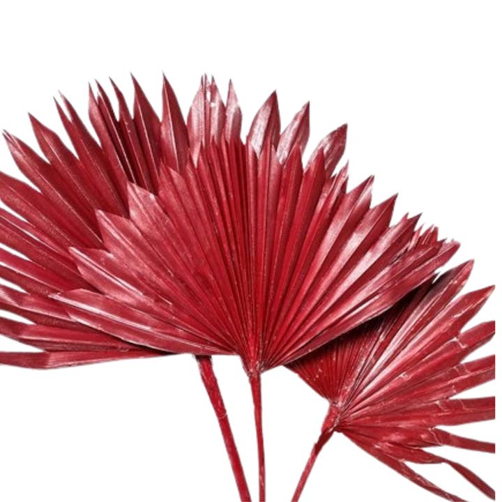 Botanico Ltd. - Wholesale Dried/Pressed Flowers - King Palm Sun2