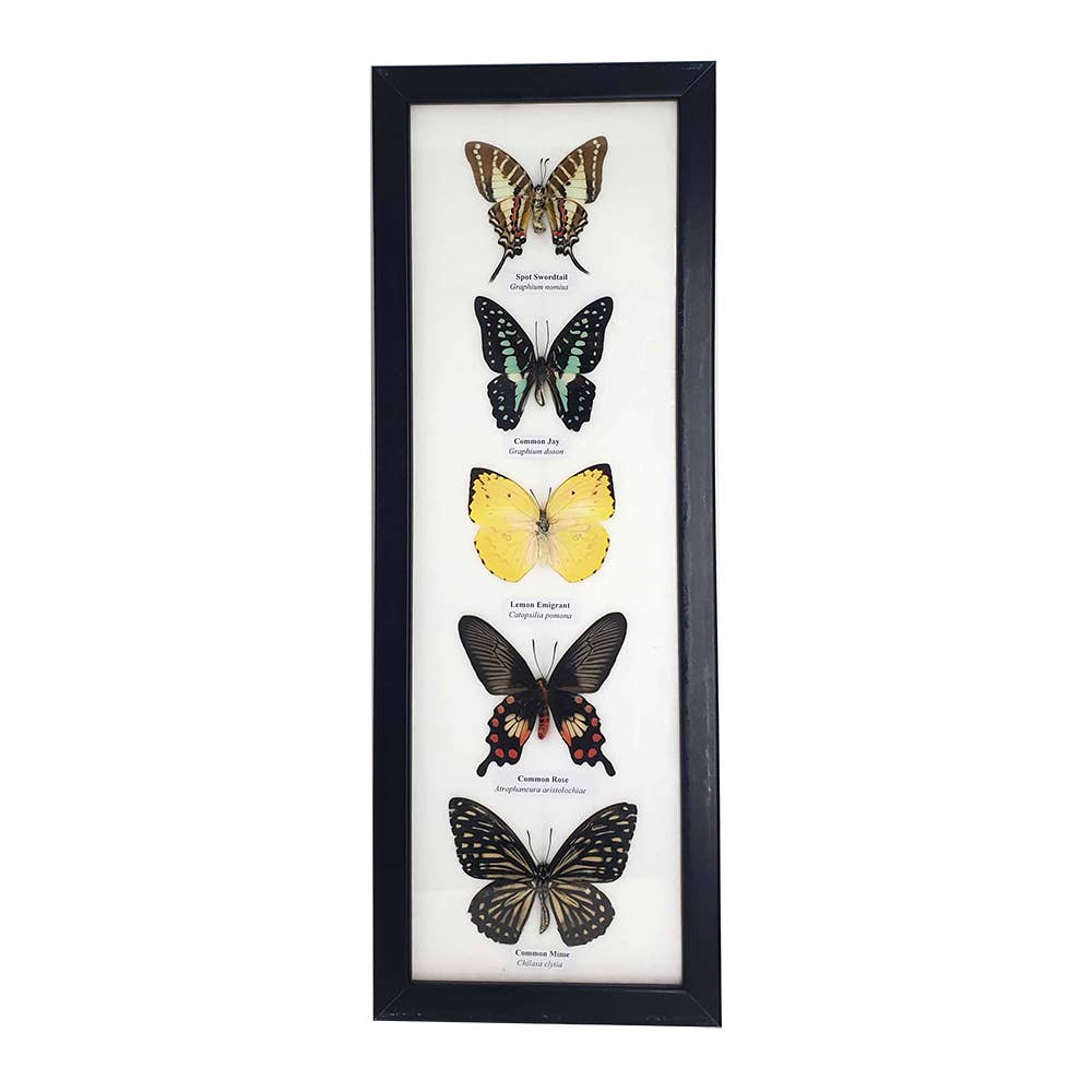VIE – wholesale Wall Accent – Butterfly Mounted Under Glass, Assorted12