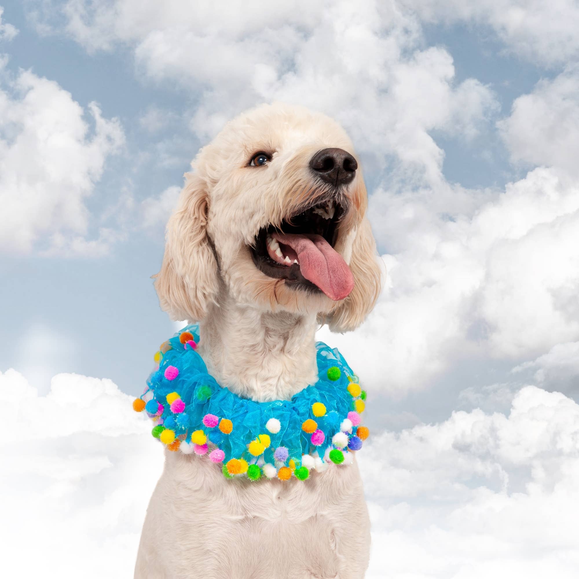 Midlee Designs - Wholesale Pet Collar - Dog - Midlee Blue Birthday Pom Pom Dog Collar8