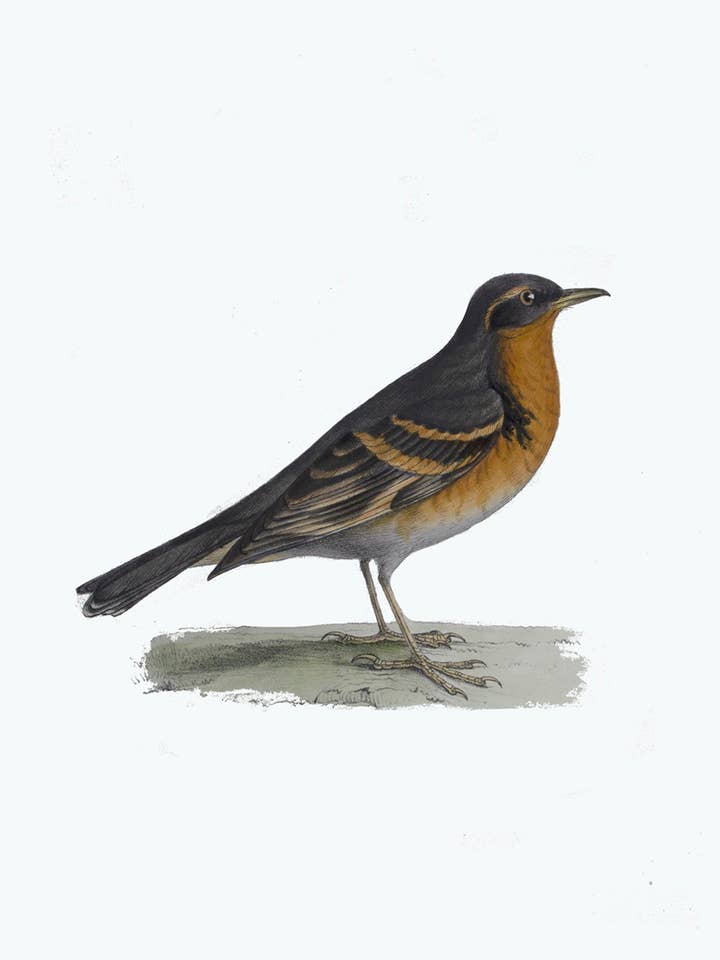 Mockingbird-Riproduzione antica/cartolina vuota per la vendita all'ingrosso da parte di Something To Write Home About